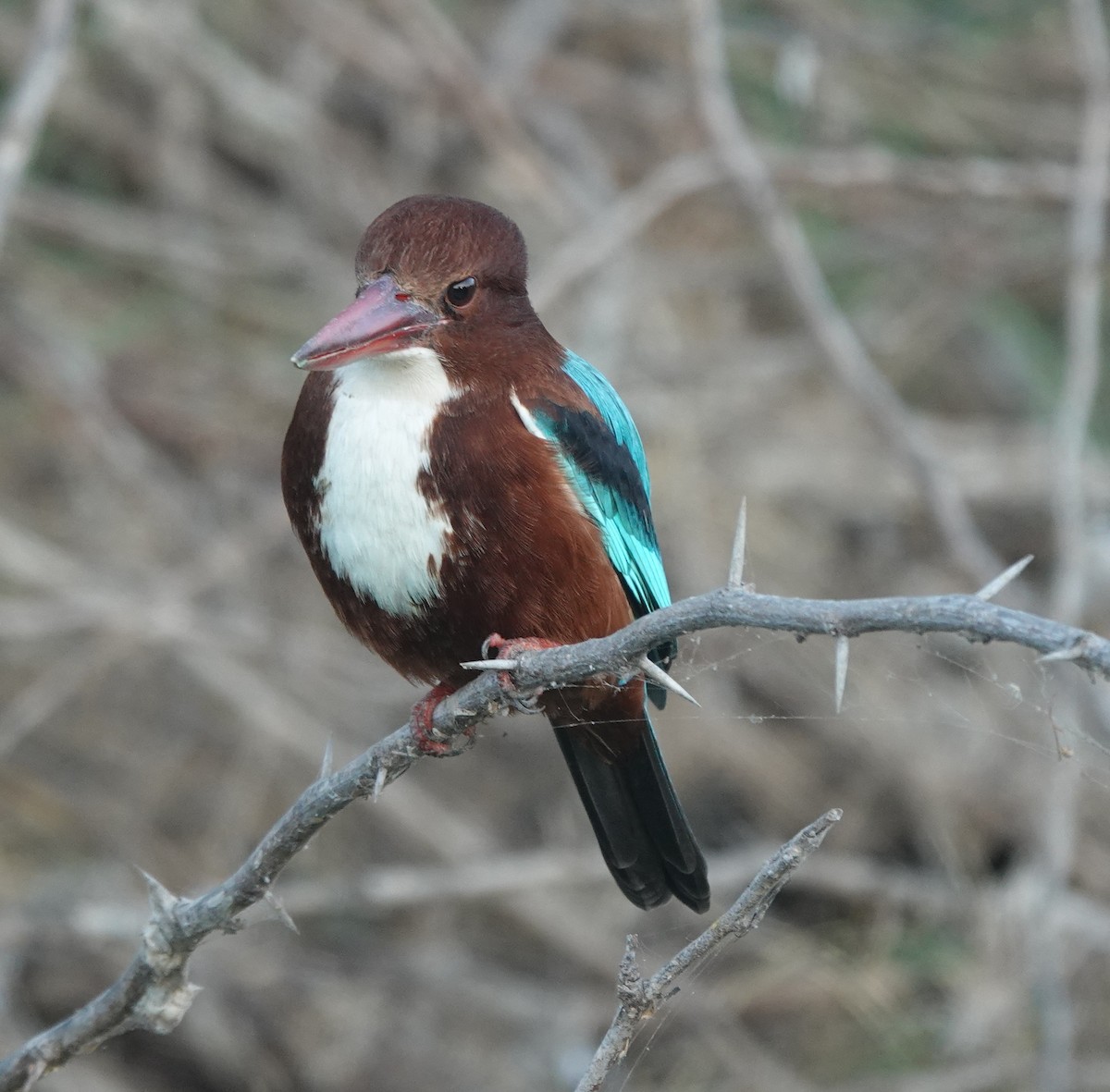 kastanjeisfugl - ML646970942