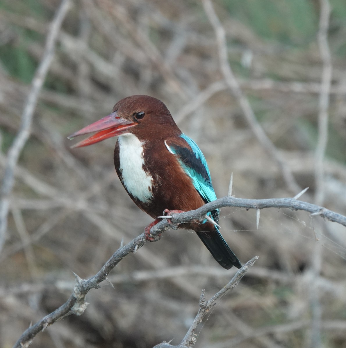 kastanjeisfugl - ML646970943