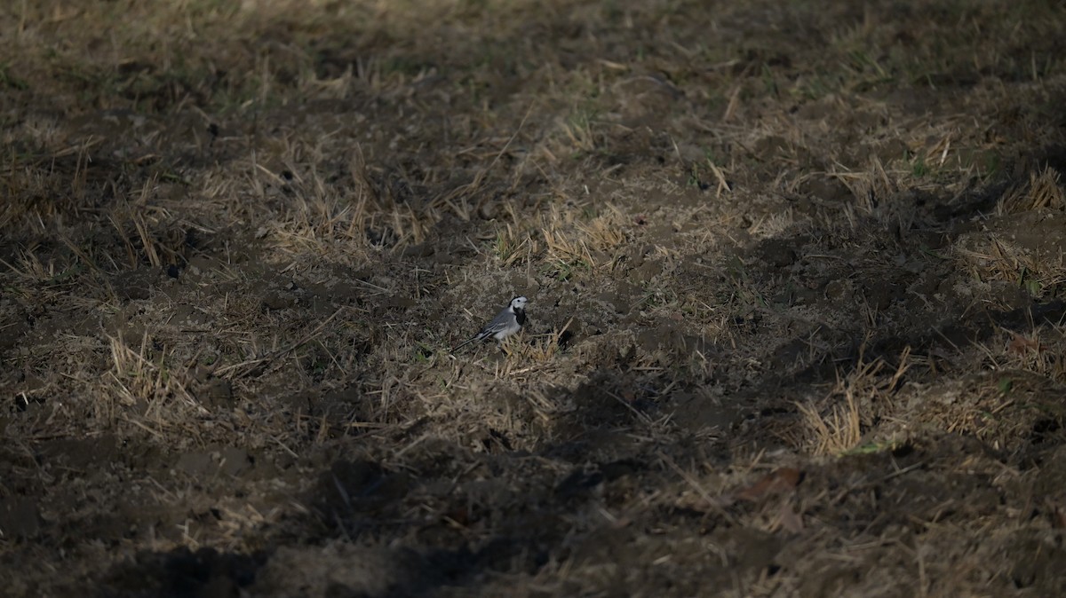 White Wagtail - ML646970944