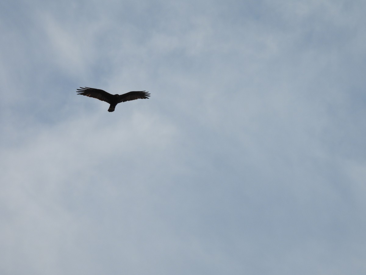 Zone-tailed Hawk - ML646970945