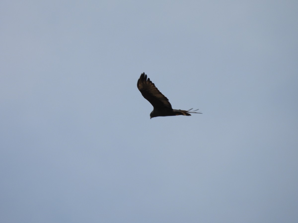 Zone-tailed Hawk - ML646970946