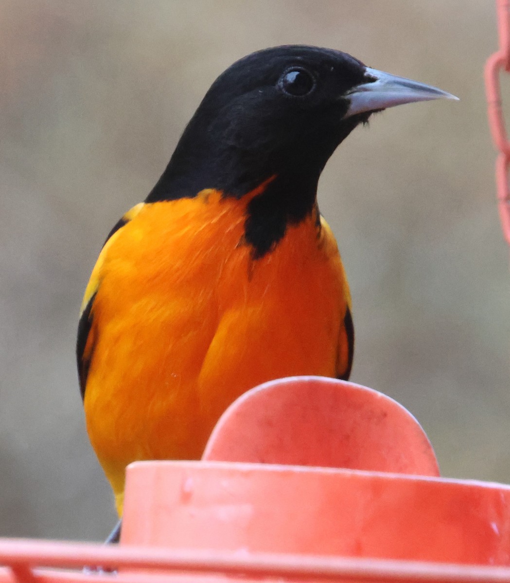 Baltimore Oriole - ML646970949