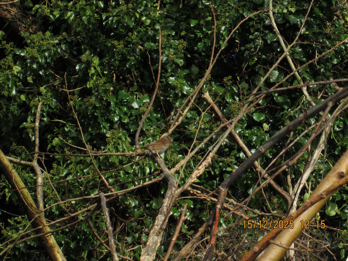 Accenteur mouchet - ML646970953