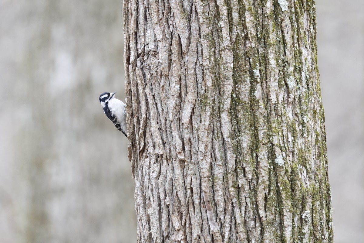 Downy Woodpecker - ML646970964
