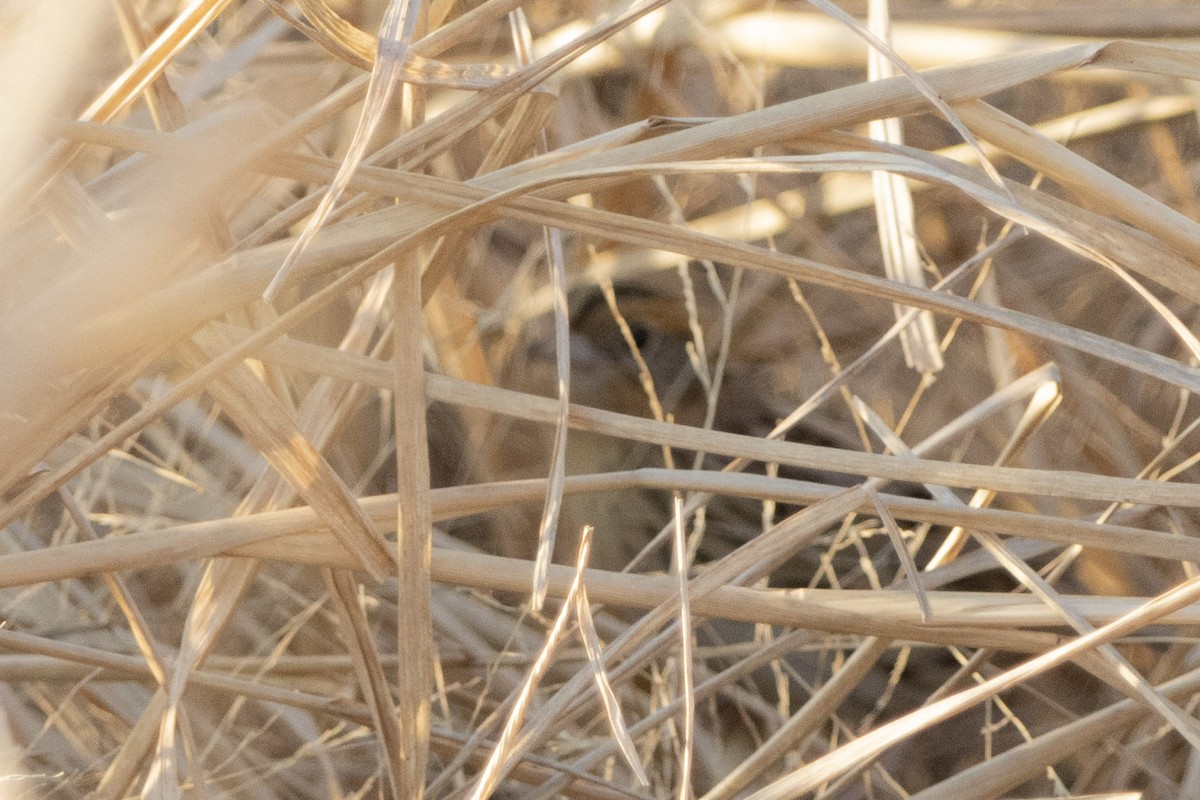 LeConte's Sparrow - ML646970973