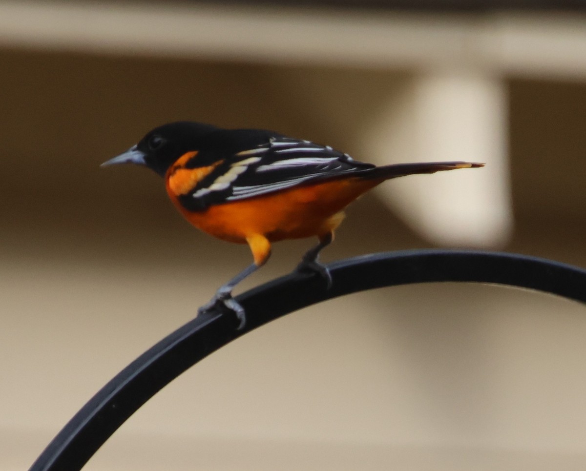 Baltimore Oriole - ML646970976