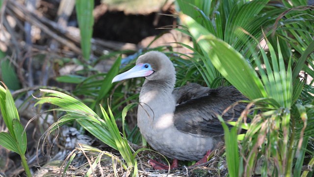 Red-footed Booby (Eastern Pacific) - ML646970978