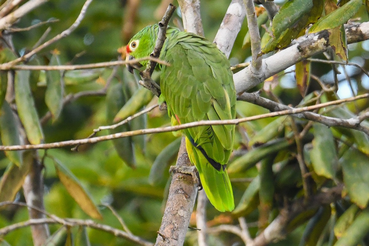 Red-lored Amazon - ML646970982