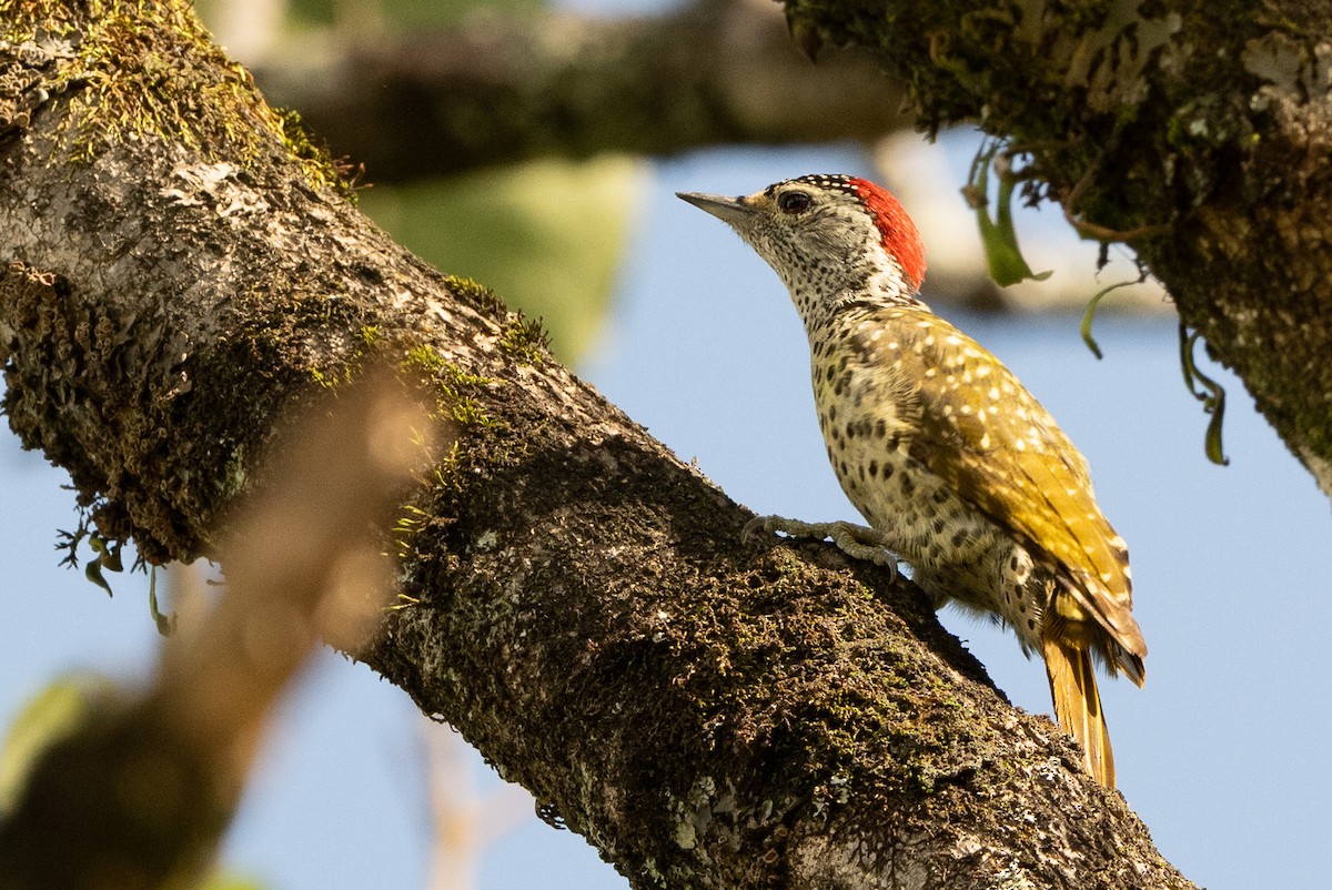 Goldmantelspecht - ML646970984