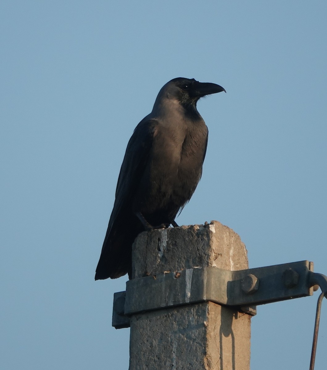 huskråke - ML646970990