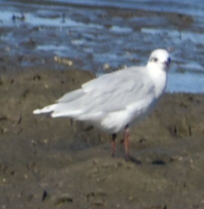 Mediterranean Gull - ML646970999