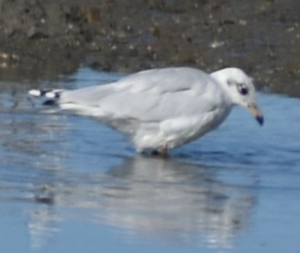Mediterranean Gull - ML646971000
