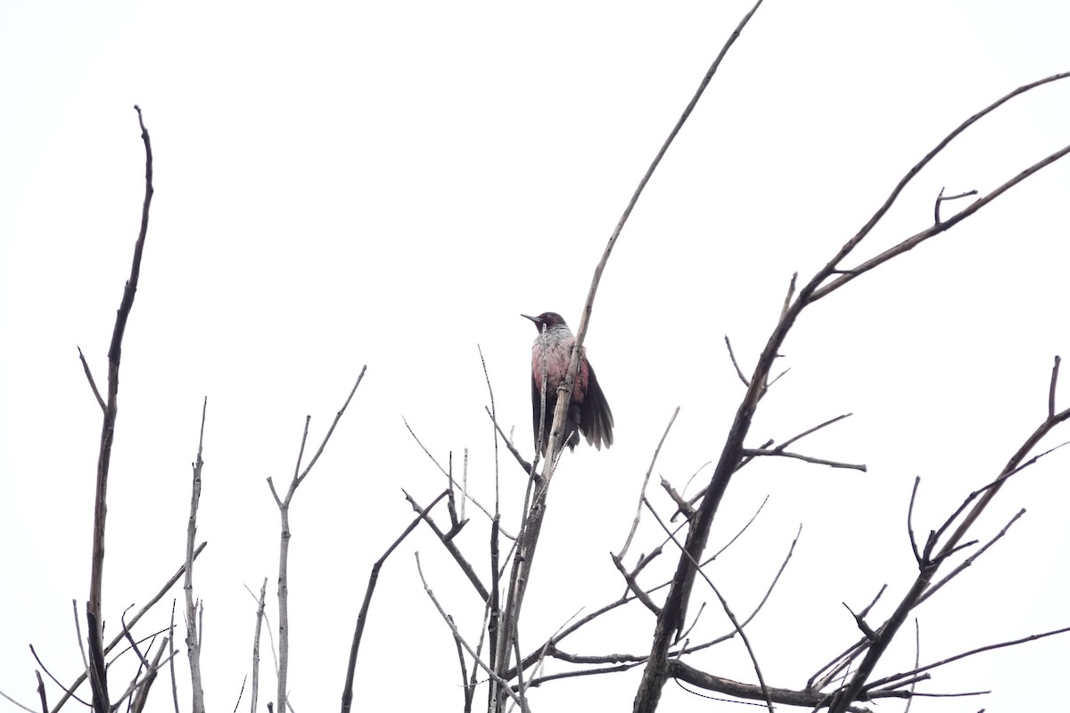 Lewis's Woodpecker - ML646971008