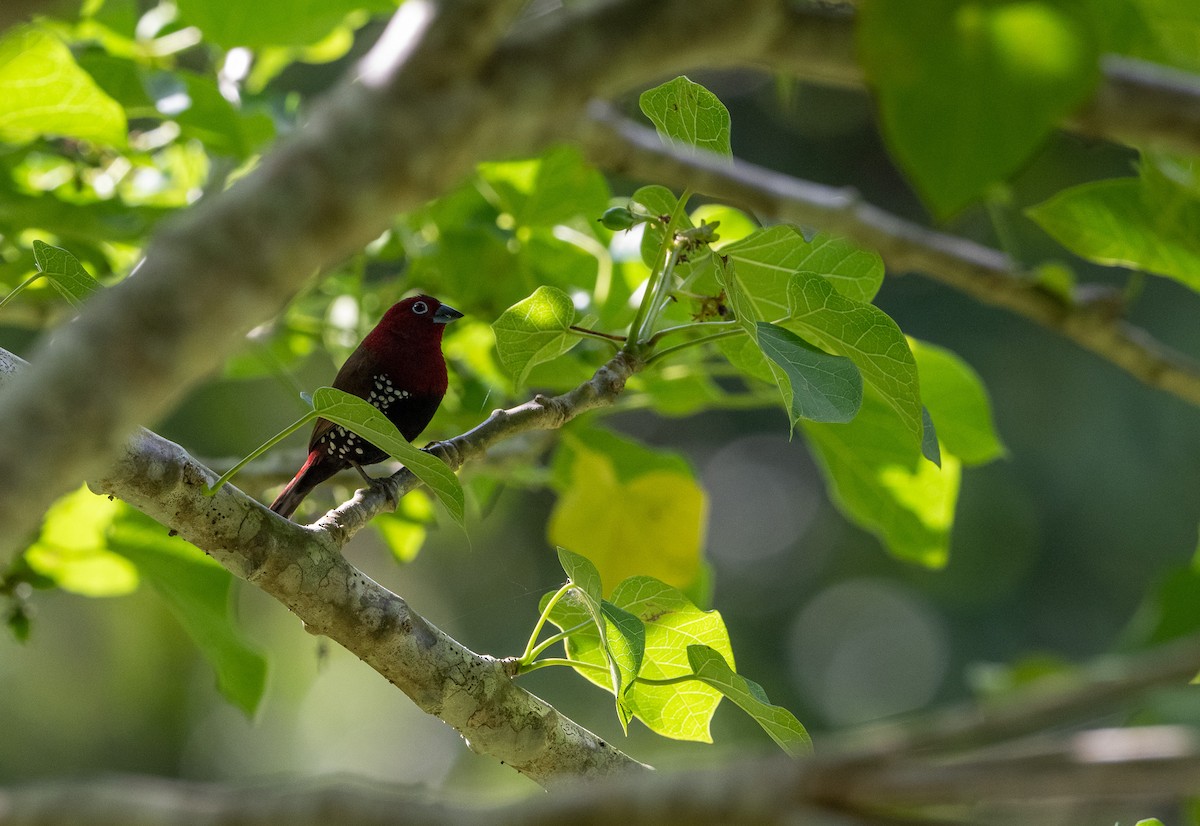 Tropfenastrild - ML646971009