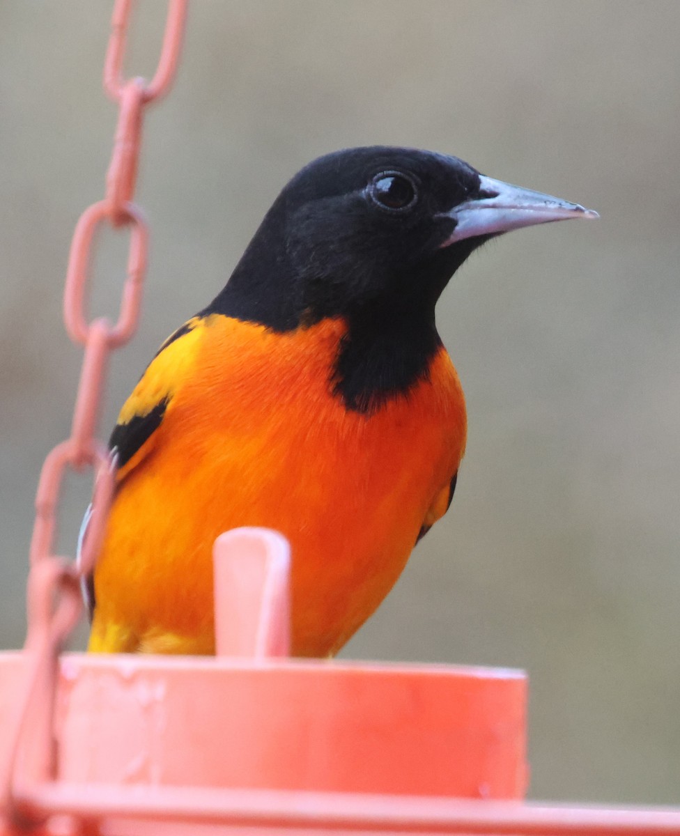 Baltimore Oriole - ML646971010