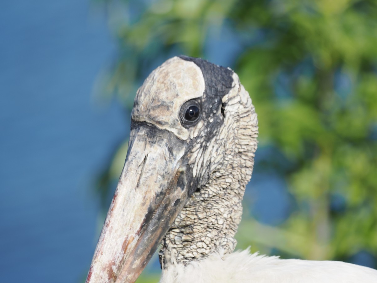 Wood Stork - ML646971018