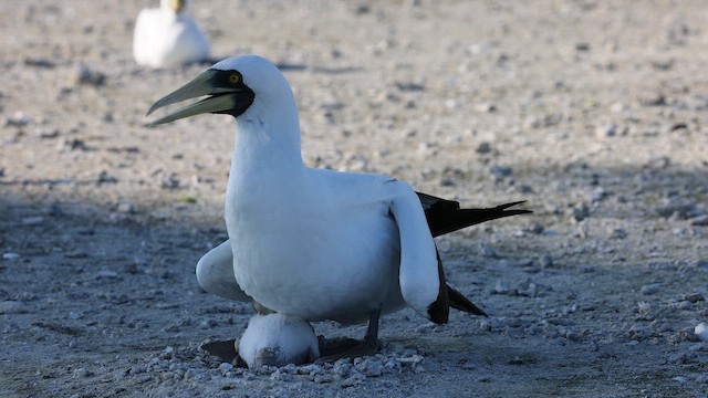 Masked Booby - ML646971019