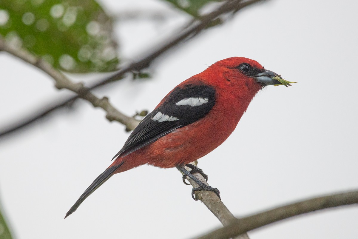 Ak Kanatlı Piranga - ML646971021