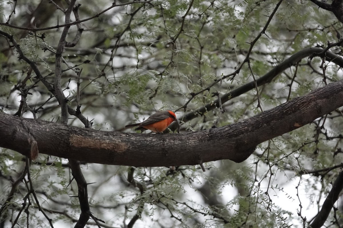 Vermilion Flycatcher - ML646971027