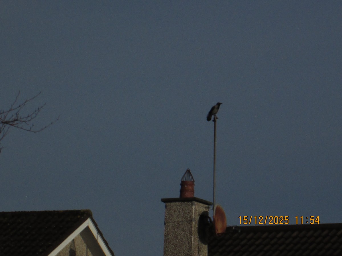 Hooded Crow - ML646971028