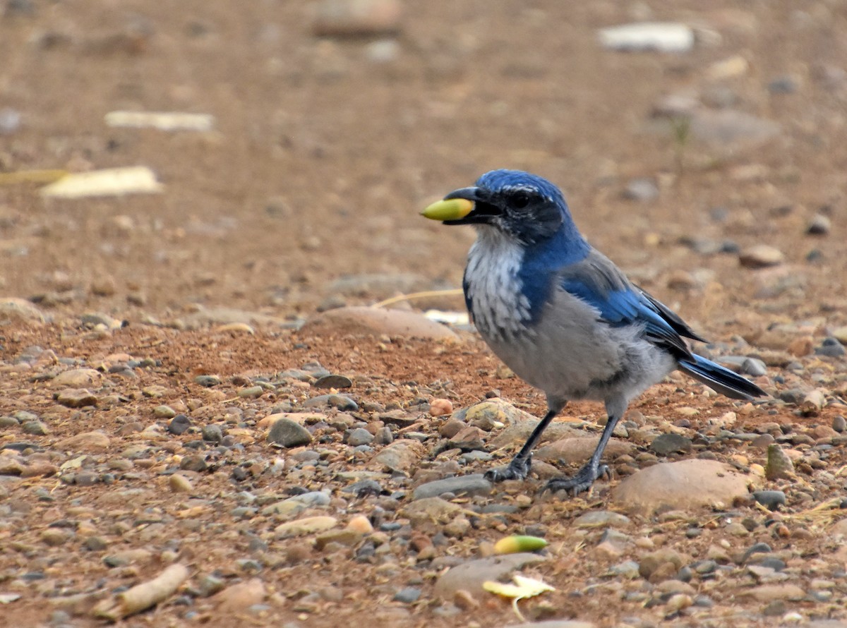 California Scrub-Jay - ML646971029