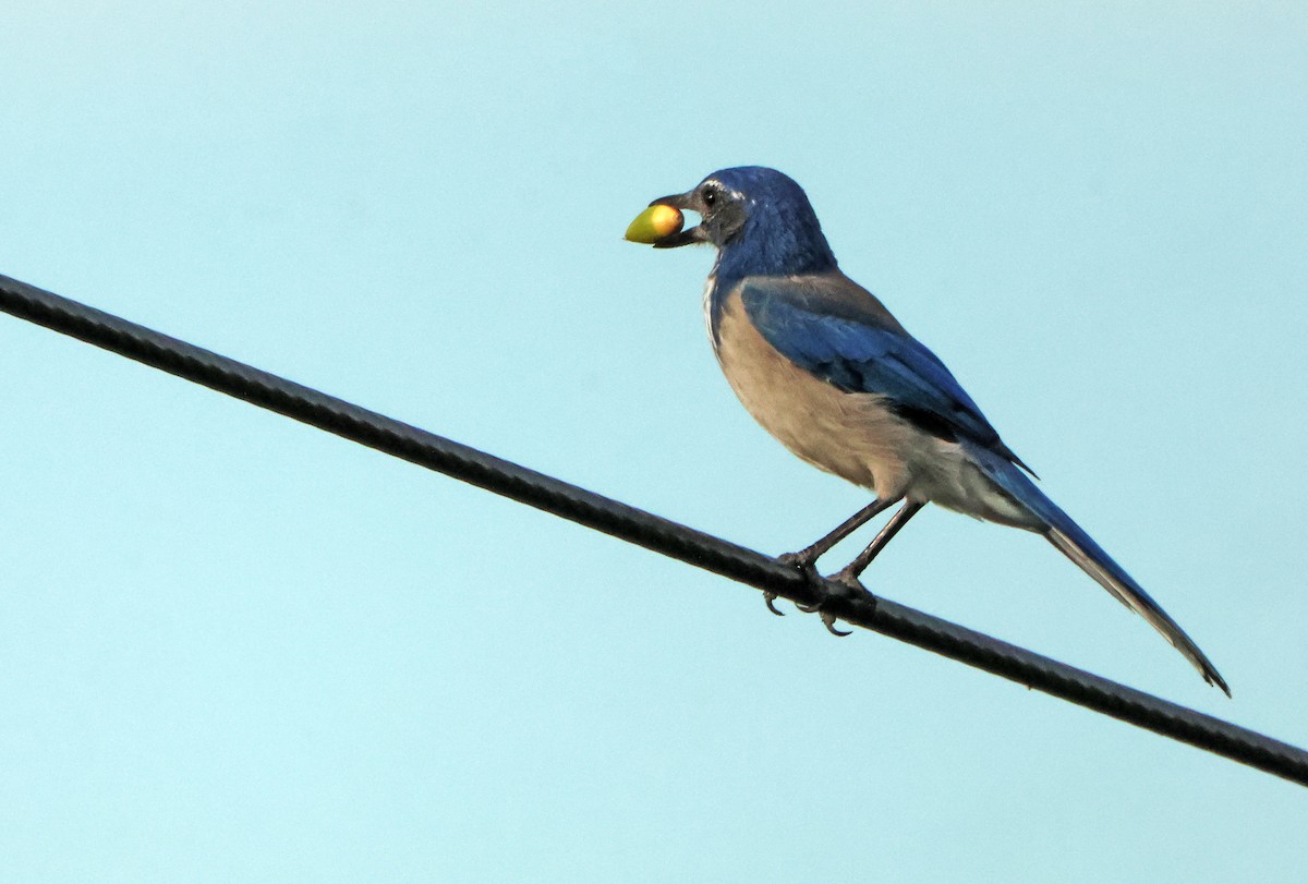 California Scrub-Jay - ML646971030