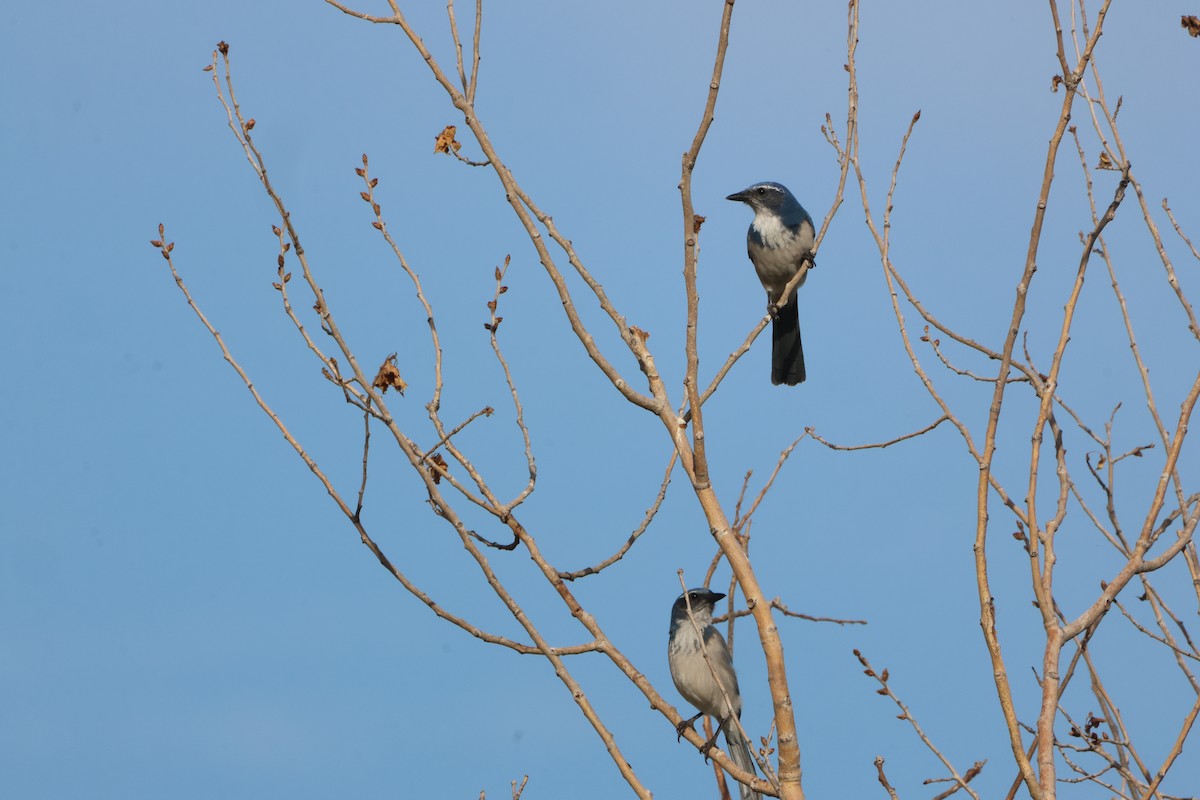 California Scrub-Jay - ML646971031