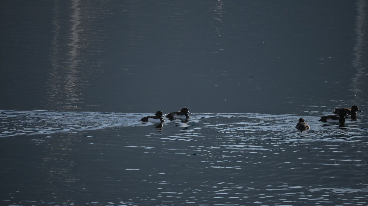 Tufted Duck - ML646971032