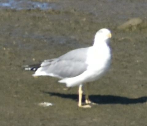 Yellow-legged Gull - ML646971033
