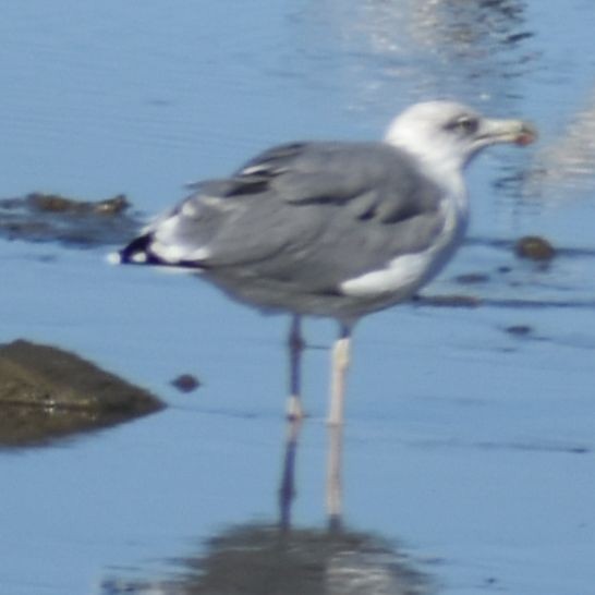 Yellow-legged Gull - ML646971034