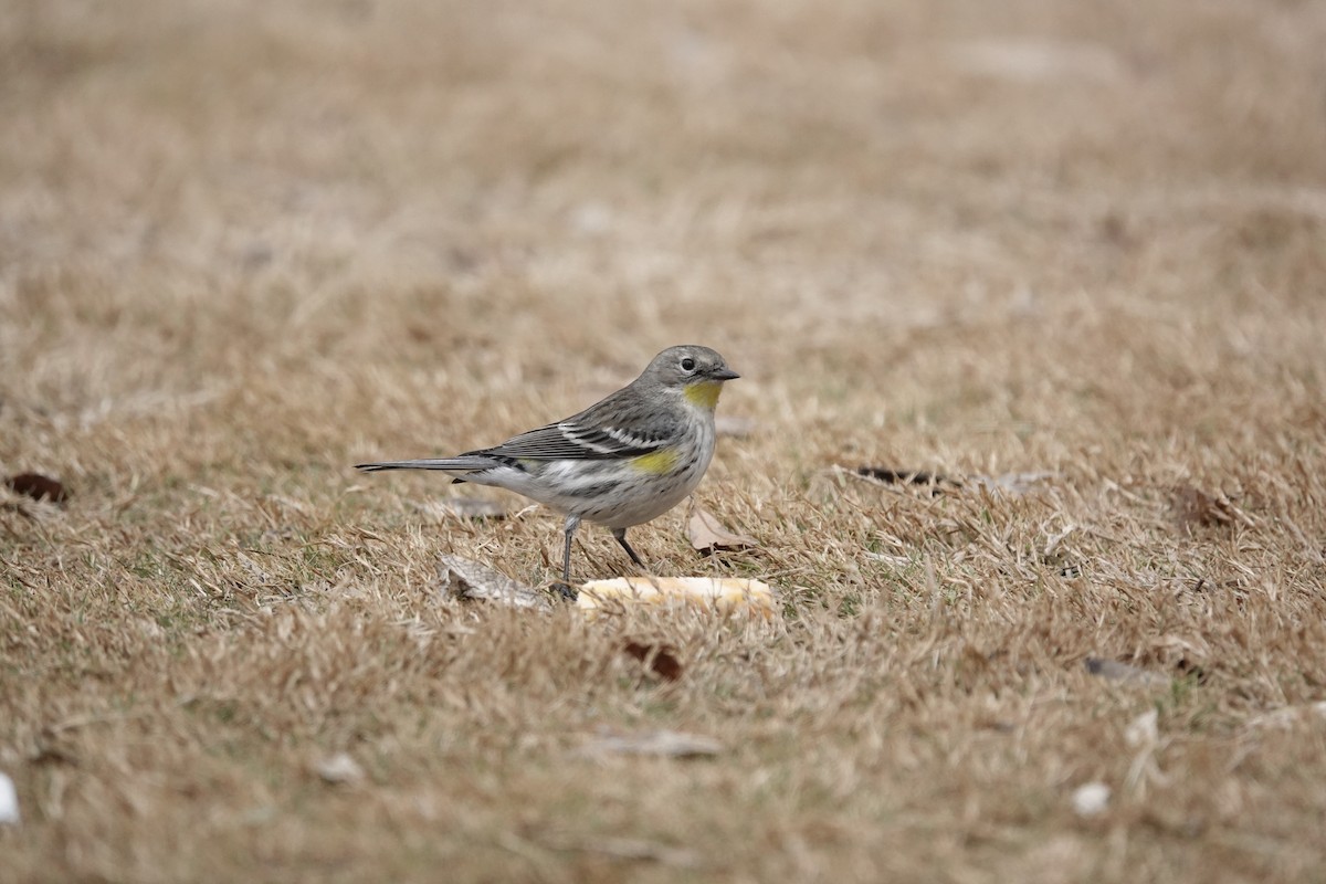 Yellow-rumped Warbler - ML646971035