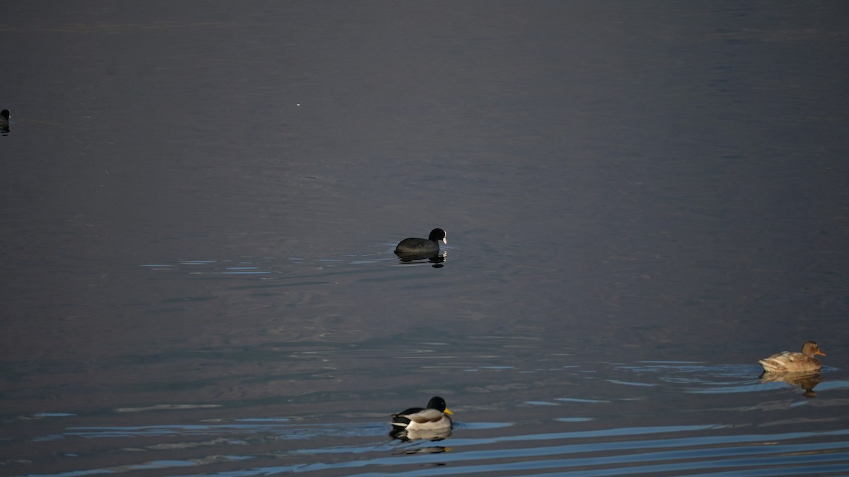 Eurasian Coot - ML646971038