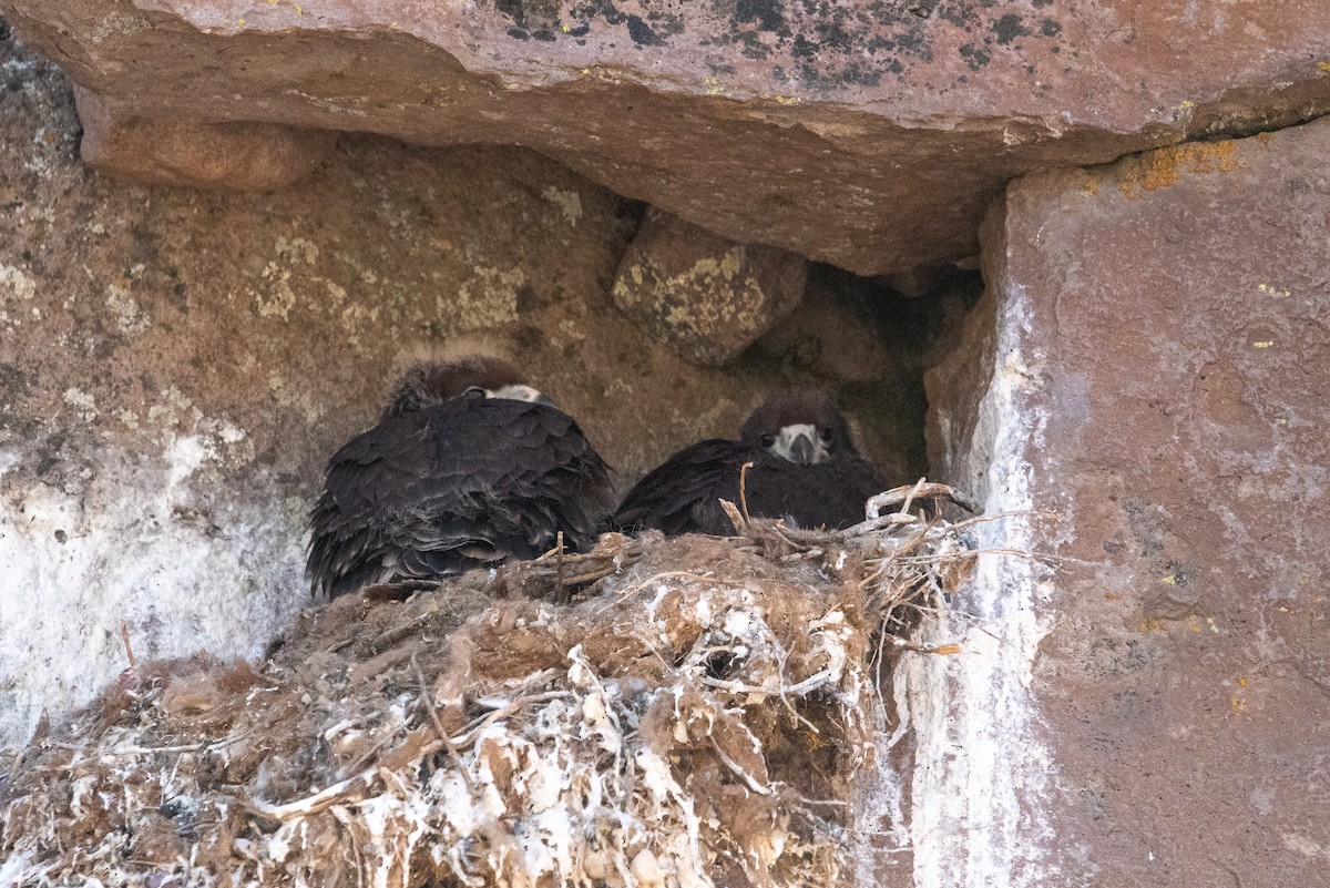 Mountain Caracara - ML646971039