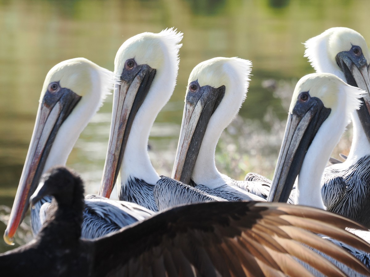 Brown Pelican - ML646971040