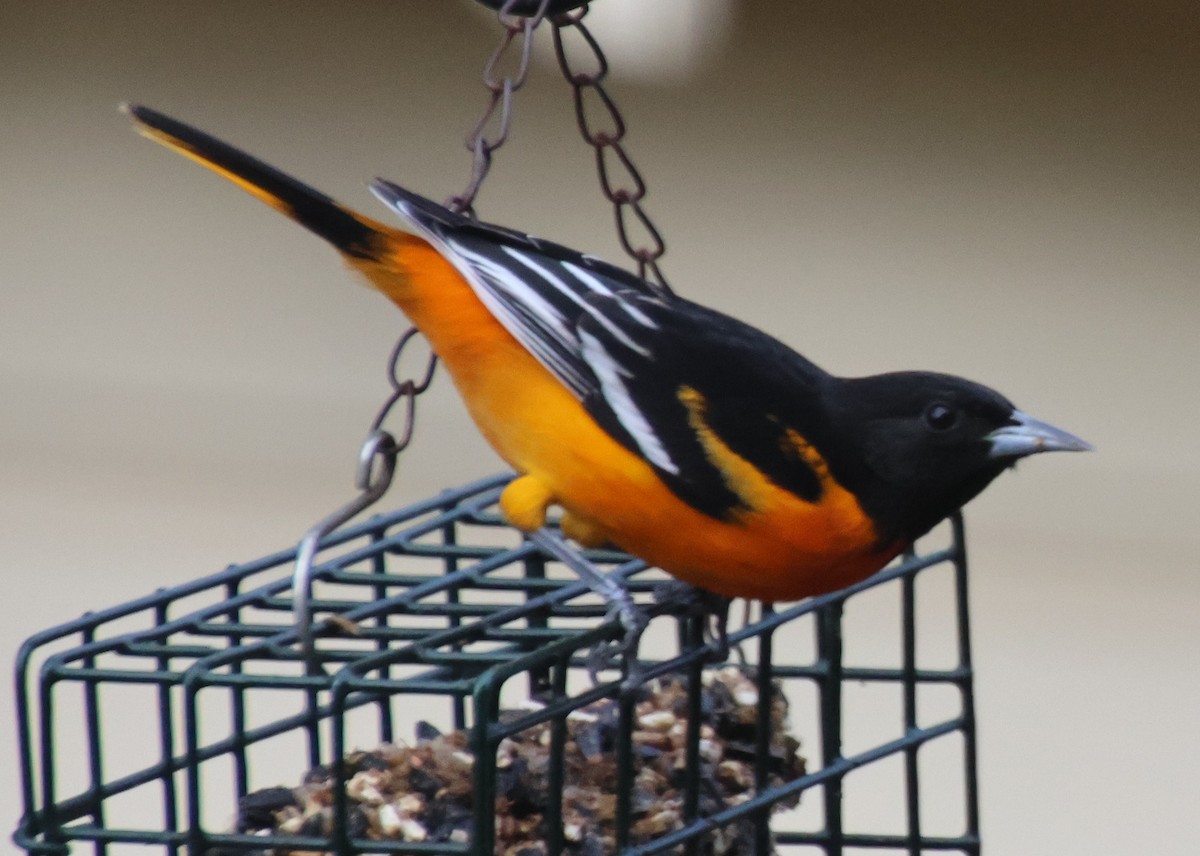 Baltimore Oriole - ML646971041