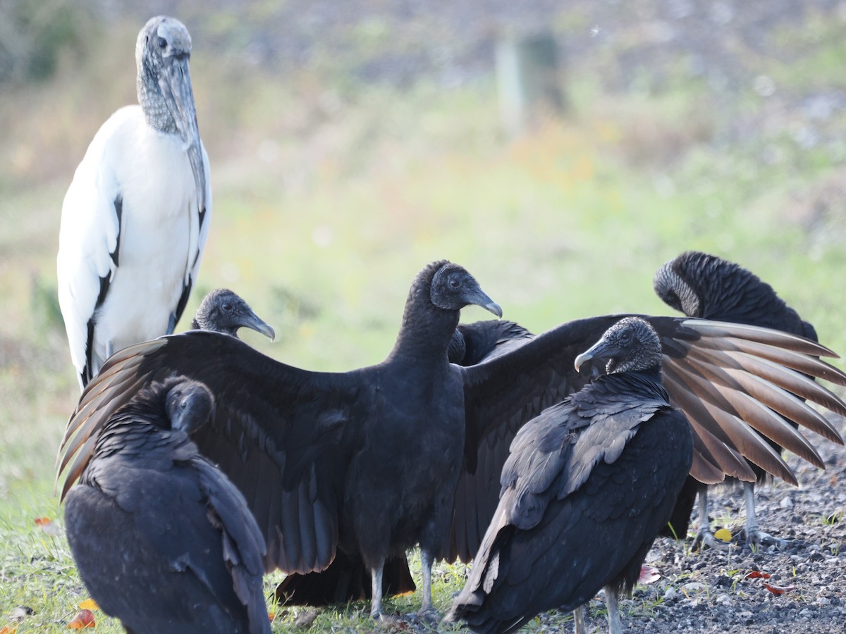 Black Vulture - ML646971042