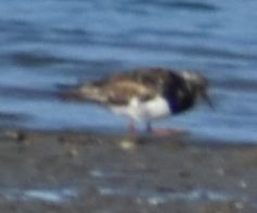 Ruddy Turnstone - ML646971043