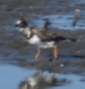 Ruddy Turnstone - ML646971044