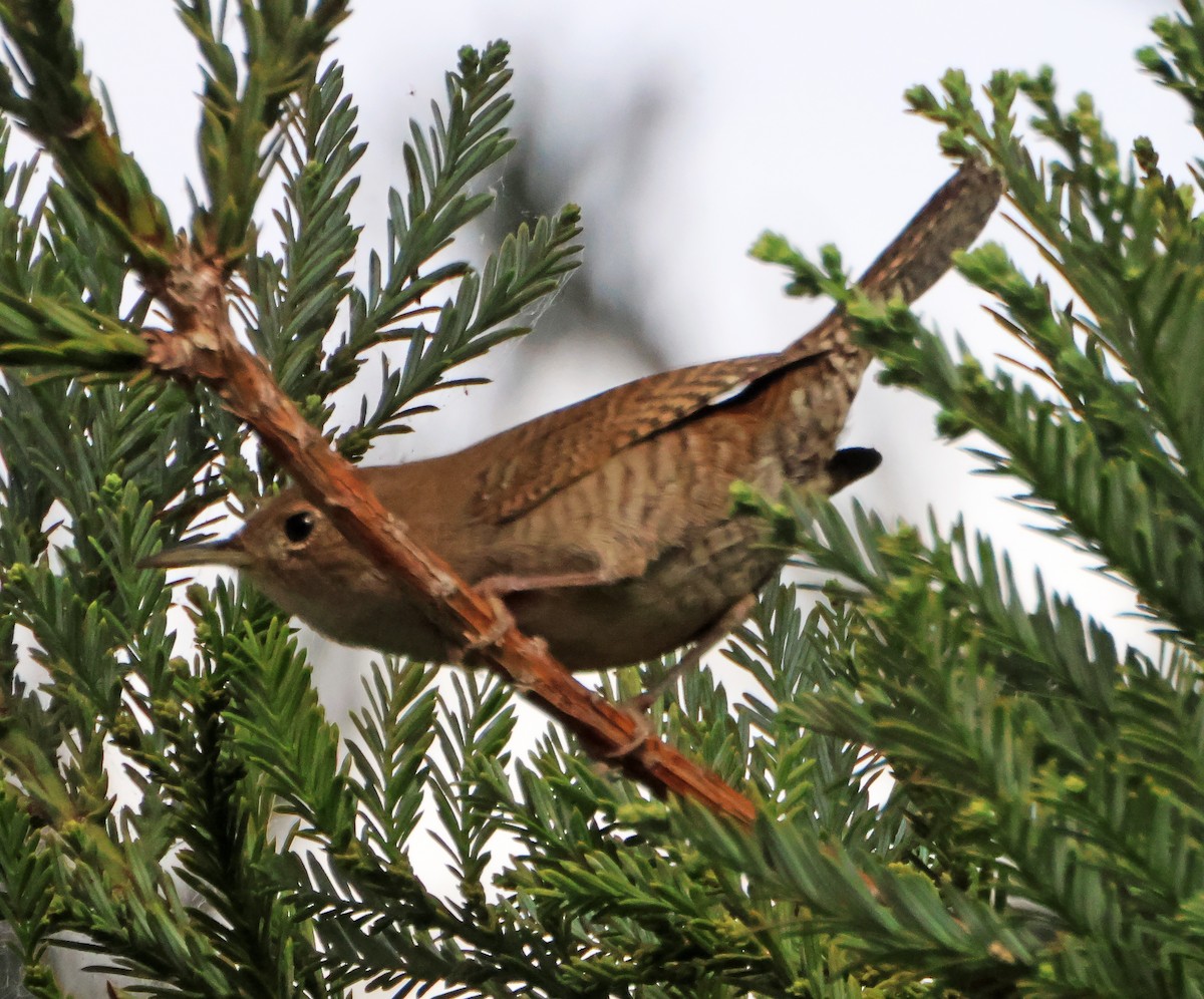 Northern House Wren - ML646971045