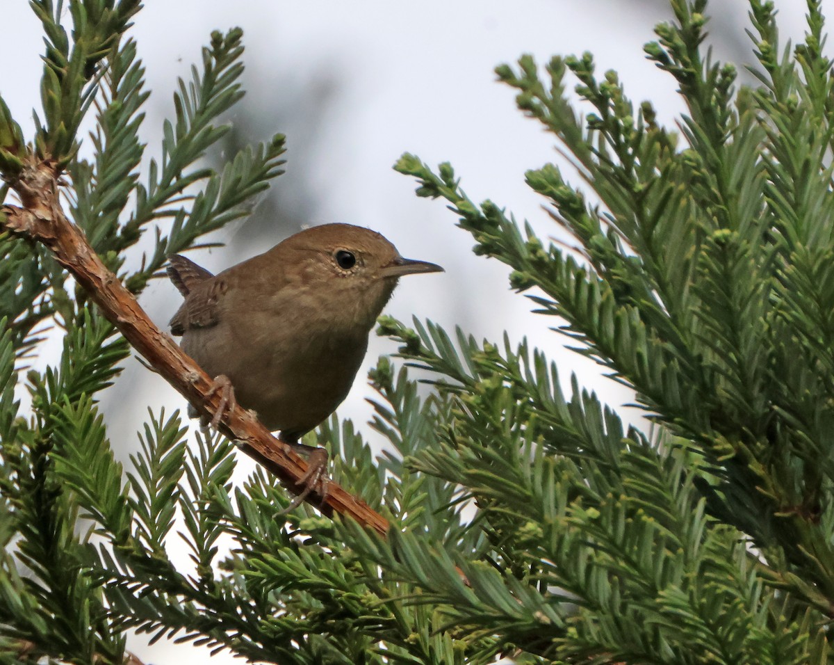 Northern House Wren - ML646971046