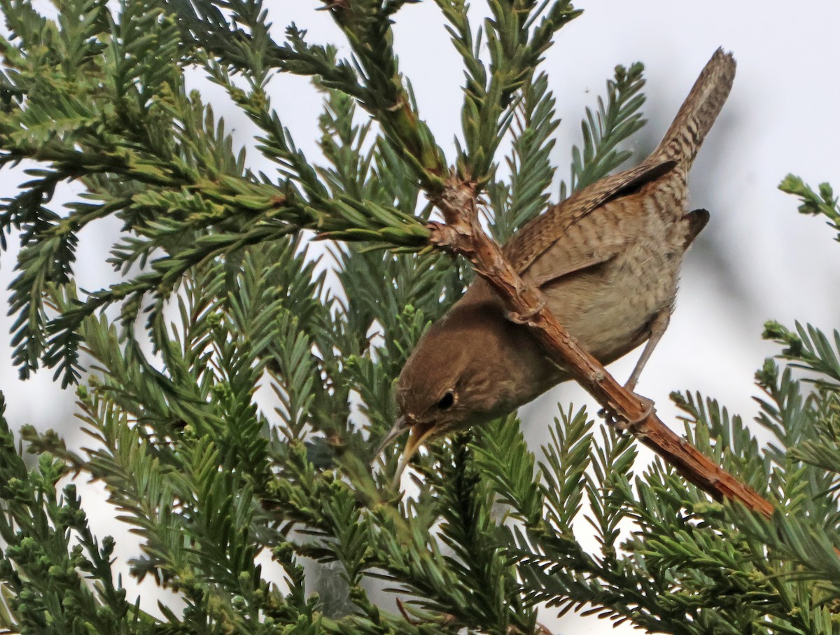 Northern House Wren - ML646971047