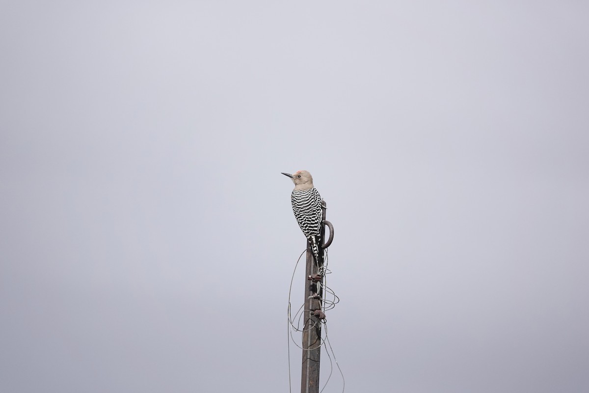 Gila Woodpecker - ML646971049