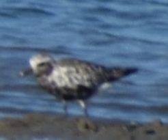 Black-bellied Plover - ML646971051