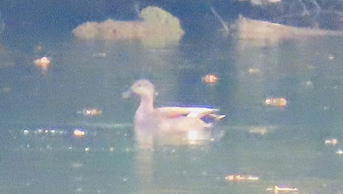 Egyptian Goose - ML646971052