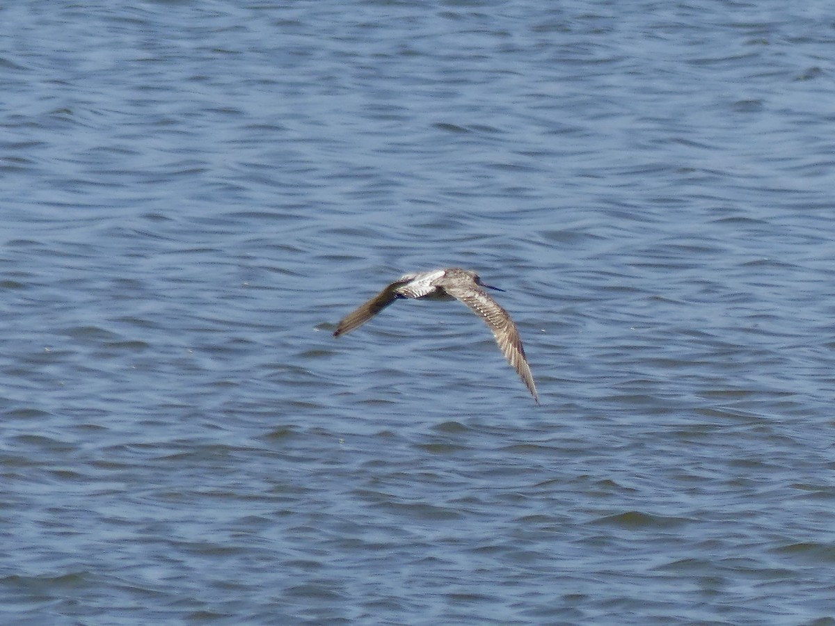 Bar-tailed Godwit - ML646971053
