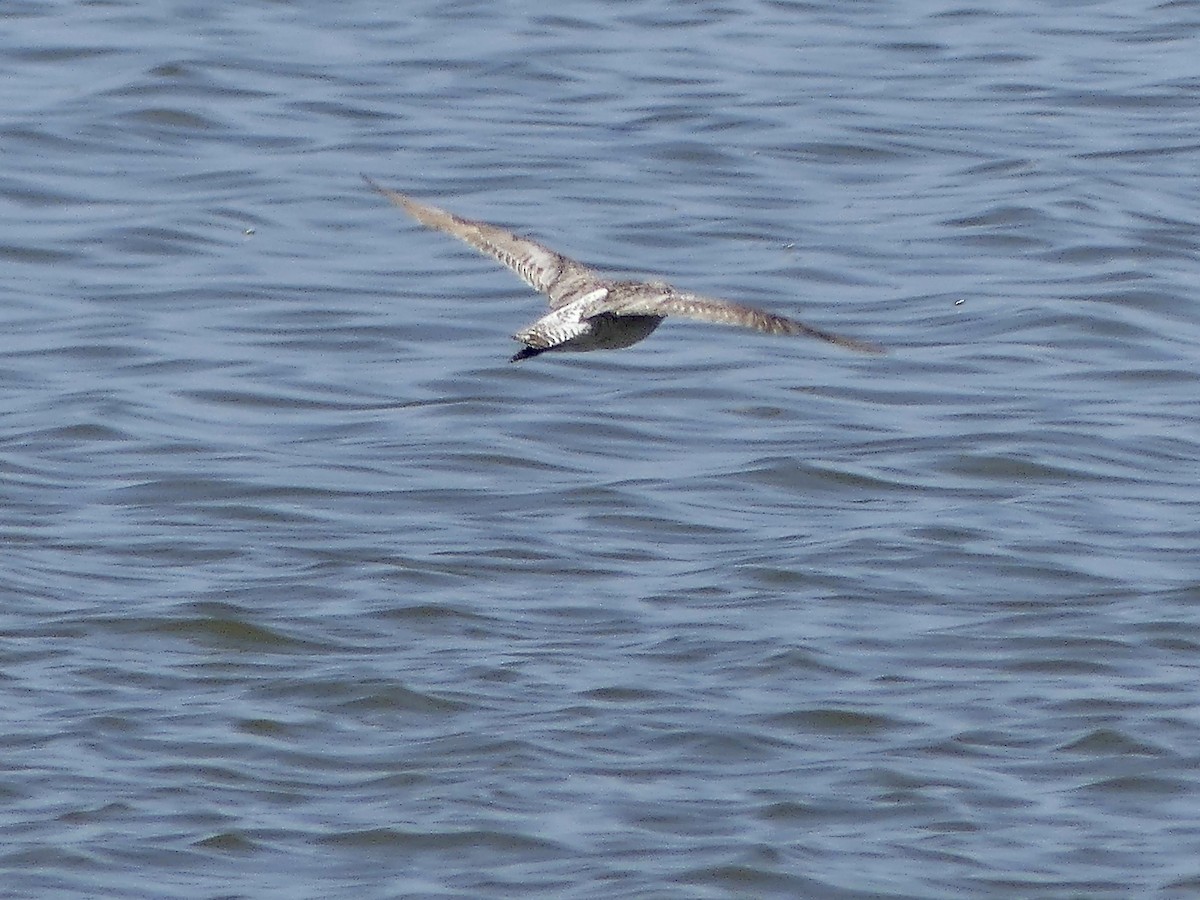 Bar-tailed Godwit - ML646971054