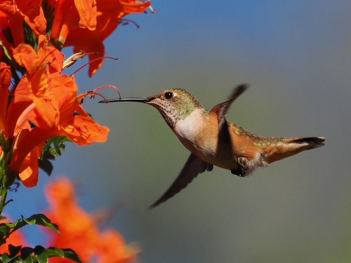 Anna's Hummingbird - ML646971055