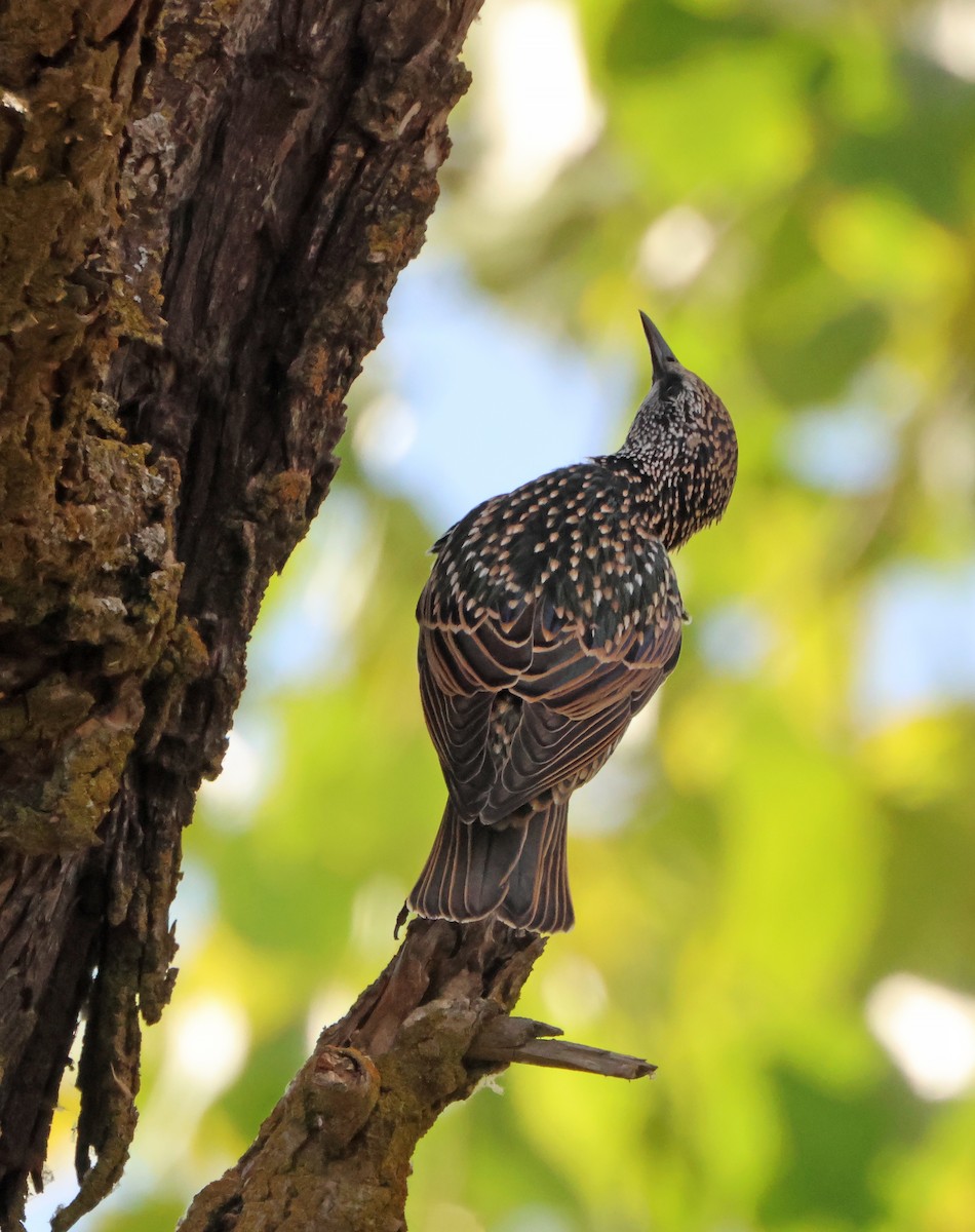 European Starling - ML646971056