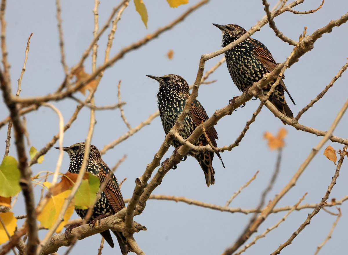 European Starling - ML646971057