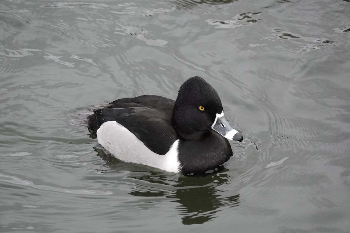 Ring-necked Duck - ML646971058
